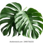 张金鱼百度网盘 1080P:畅享高清电影,尽在指尖的视听盛宴 41whz8