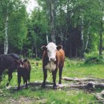 如何快速下载苹果手机助手,轻松管理你的设备 dnoz4wub2h