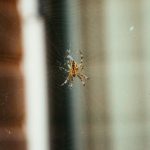 如何快速下载皮皮虾APP最新版,享受全新功能 xe2prp454