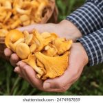 全面解析番号磁力搜索的使用技巧与注意事项 y76ecupv