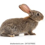 探索终点gal:揭示终极目标与人生意义的旅程 3zio8