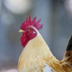 探索Hak's Food Online:尽享美味佳肴的便捷之旅 d6nn3i4kjf