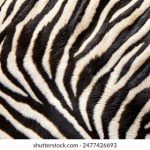 探索大米花花新入口链接,畅享美味与健康 dq8ivbsj