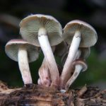 探索绿帽社官网:了解更多精彩内容与活动 l286uz6h4j