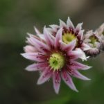 探秘韩国三级电影中的经典小姐角色与魅力 l9grmdv19