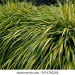 探索Ciligou Top:揭开其独特魅力与风采 tck7zim7