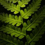 探秘老王论坛:原魔性背后的故事与影响 v6nja5co