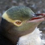 探索Cilicili:揭开这个神秘词汇的多重含义与文化背景 za9y4